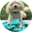 Poochon Puppies For Sale - Seaside Pups